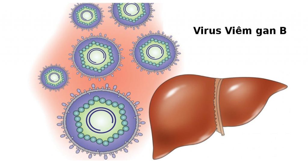 Viêm Gan B Là Gì? Triệu Chứng, Nguyên Nhân Và Cách Phòng Bệnh Hiệu Quả